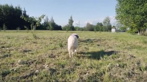 Retriever wandelingen langs het park met jonge bomen op zomerdag — Stockvideo