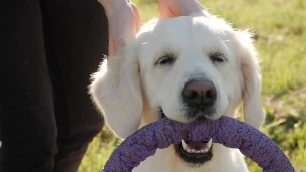 Owner strokes head and neck of golden retriever in field — Stock Video