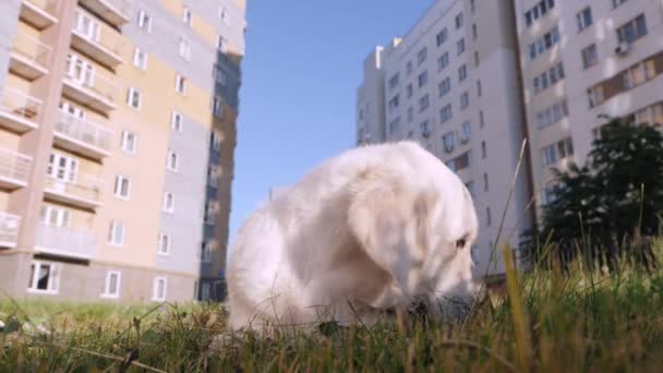 Golden retriever chews snack against apartment building — Stock Video