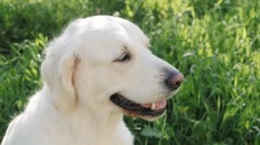 Golden retriever köpeği taze yeşil çayırda dinleniyor.