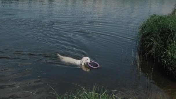 Golden retriever with toy ring swims and jumps onto bank — Stock Video