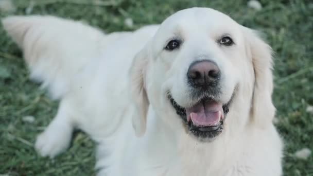 Muzzle of golden retriever dog looking at camera closeup — Stock Video