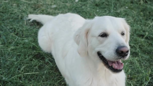 Golden retriever pies leży machając ogonem na zielonym polu trawy — Wideo stockowe