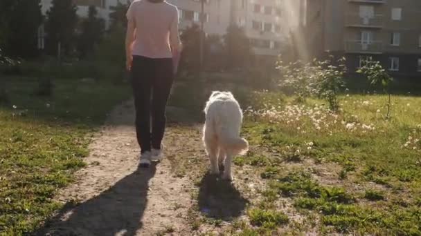 Propietario con amistoso golden retriever camina en jardín verde — Vídeos de Stock
