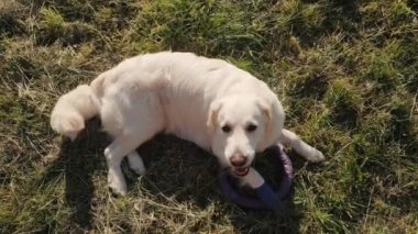 Köpüklü plastik yüzüklü golden retriever yeşil çimlerde yatıyor.