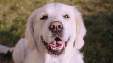 Golden Retriever 'ın ağzı açık, çimlerdeki kameraya bakıyor.