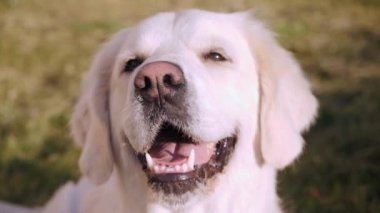 Gülümseyen Golden Retriever köpeği Sunny Park 'taki kameraya bakar.