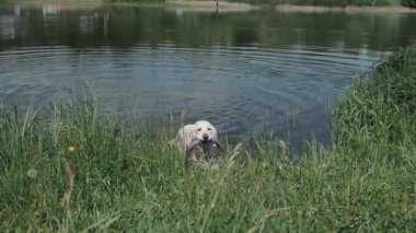 Golden Retriever oyuncak yüzüğü takar ve bankada suyu sallar.