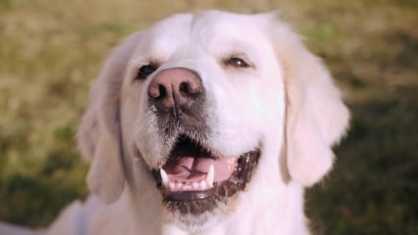 Uśmiechnięty pies golden retriever patrzy w kamerę w słonecznym parku — Wideo stockowe
