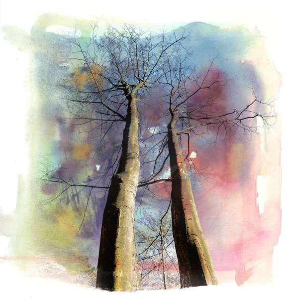 Dva Stromy Pozadí Akvarel Ilustrace Kombinace Techniky — Stock fotografie