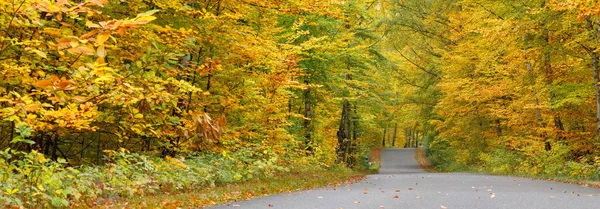 golden road in the fall , Germany , NRW.