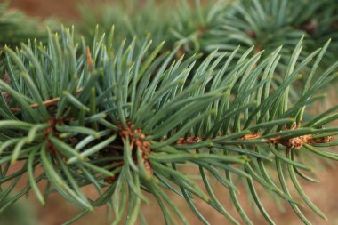 Yeşil arka paws (Dal), dikenli pençelerinle (iğne yedim).