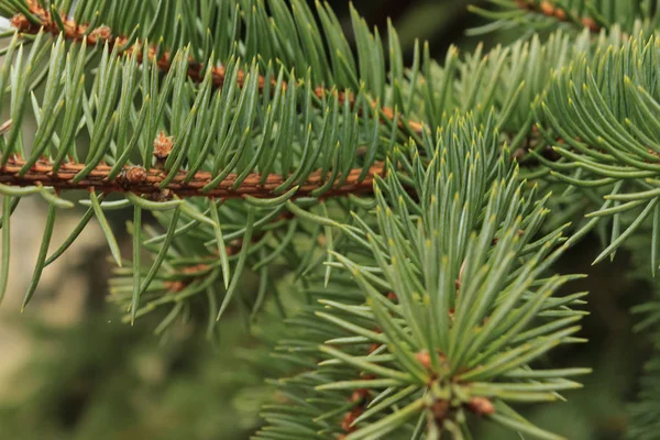 Green background of paws (branches) ate with spiky claws (needles). — Stock Photo, Image