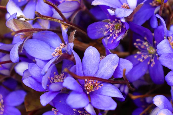 Los colores azules brillantes del hígado común son agradables a la vista después de un largo invierno . — Foto de Stock