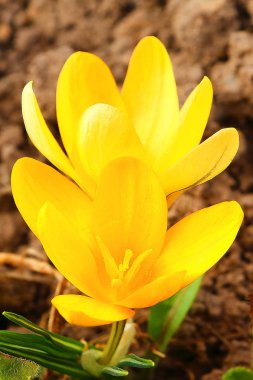 İlk bahar renkleri: mavi-menekşe, sarı ve beyaz çiğdemler.