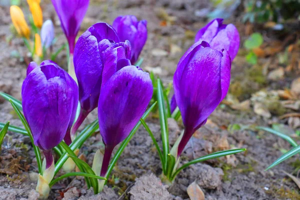 Les premières couleurs printanières : crocus bleu-violet, jaune et blanc . — Photo