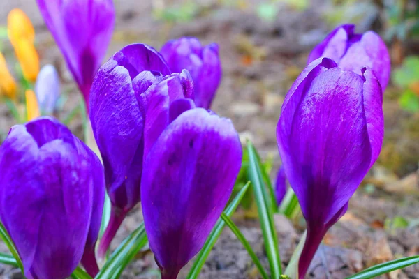 Les premières couleurs printanières : crocus bleu-violet, jaune et blanc . — Photo