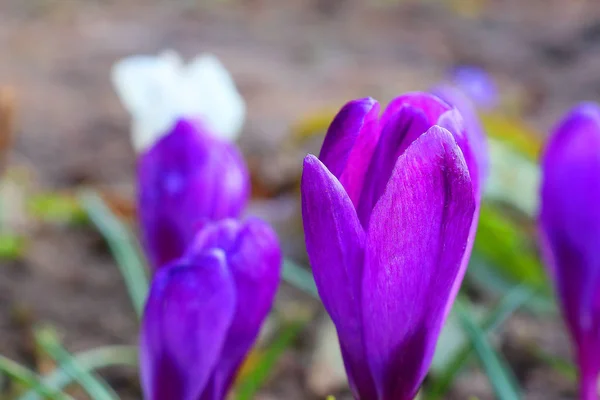 Les premières couleurs printanières : crocus bleu-violet, jaune et blanc . — Photo