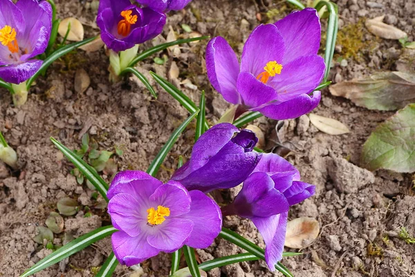 Les premières couleurs printanières : crocus bleu-violet, jaune et blanc . — Photo