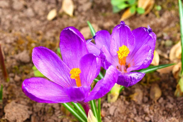 Les premières couleurs printanières : crocus bleu-violet, jaune et blanc . — Photo