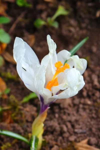 The first spring colors: blue-violet, yellow and white crocuses. — Stock Photo, Image