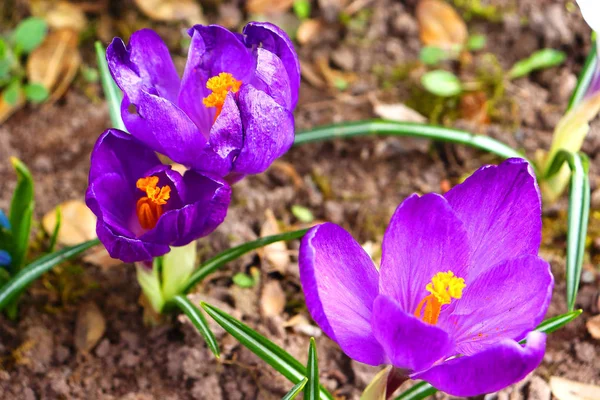 Los primeros colores de primavera: azul- violeta, azulón amarillo y blanco . — Foto de Stock