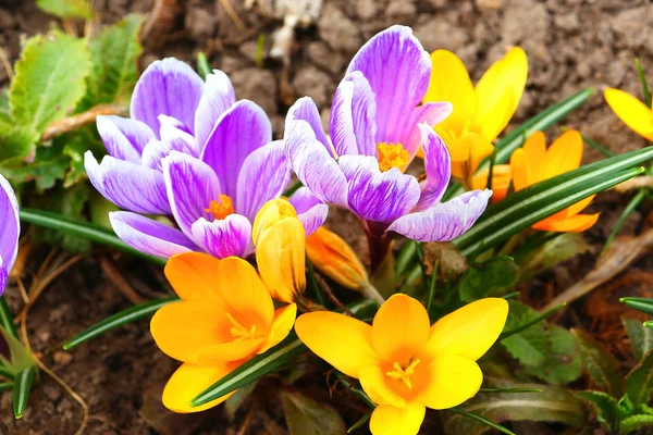 Los primeros colores de primavera: azul- violeta, azulón amarillo y blanco . — Foto de Stock