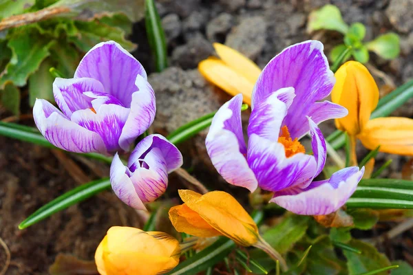 Les premières couleurs printanières : crocus bleu-violet, jaune et blanc . — Photo