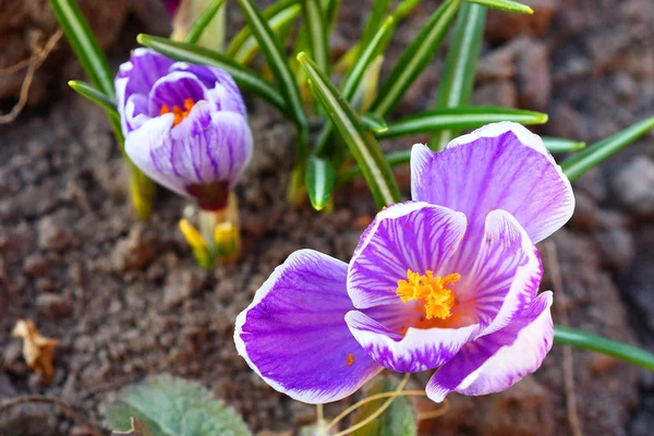 Los primeros colores de primavera: azul- violeta, azulón amarillo y blanco . — Foto de Stock