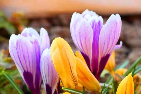 The first spring colors: blue-violet, yellow and white crocuses. — Stock Photo, Image