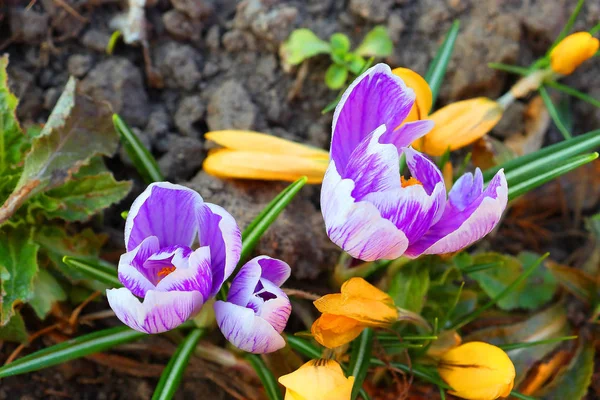 The first spring colors: blue-violet, yellow and white crocuses. — Stock Photo, Image