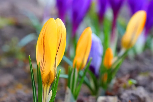 Los primeros colores de primavera: azul- violeta, azulón amarillo y blanco . — Foto de Stock