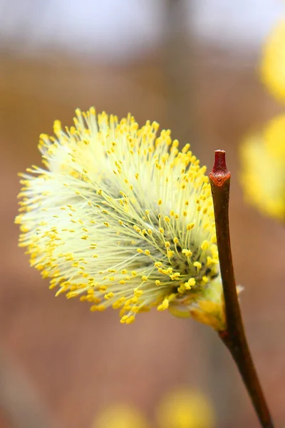 Weiden im zeitigen Frühjahr. dicke flauschige Weidenblütenstände mit leuchtend gelben Pollen. — Stockfoto