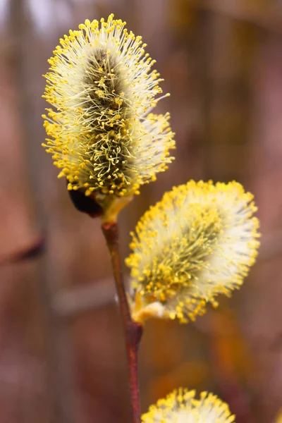 早春の柳。明るい黄色の花粉の厚いふわふわの柳花序. — ストック写真