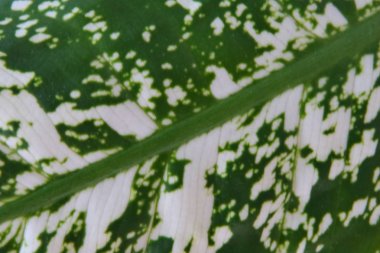 Aglaonema yaprağının bir parçası bir ev bitkisi, dökmeyen otlar ve aroid ailesinin subshrubs cinsinin bir temsilcisi.