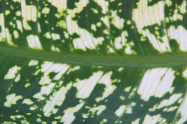 Aglaonema yaprağının bir parçası bir ev bitkisi, dökmeyen otlar ve aroid ailesinin subshrubs cinsinin bir temsilcisi.