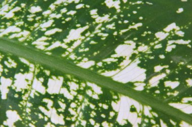 Aglaonema yaprağının bir parçası bir ev bitkisi, dökmeyen otlar ve aroid ailesinin subshrubs cinsinin bir temsilcisi.