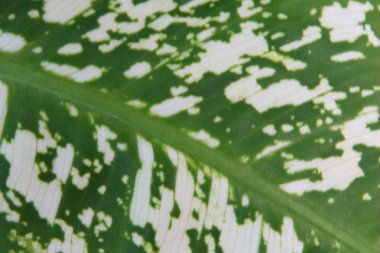 Aglaonema yaprağının bir parçası bir ev bitkisi, dökmeyen otlar ve aroid ailesinin subshrubs cinsinin bir temsilcisi.