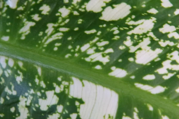 Aglaonema yaprağının bir parçası bir ev bitkisi, dökmeyen otlar ve aroid ailesinin subshrubs cinsinin bir temsilcisi.