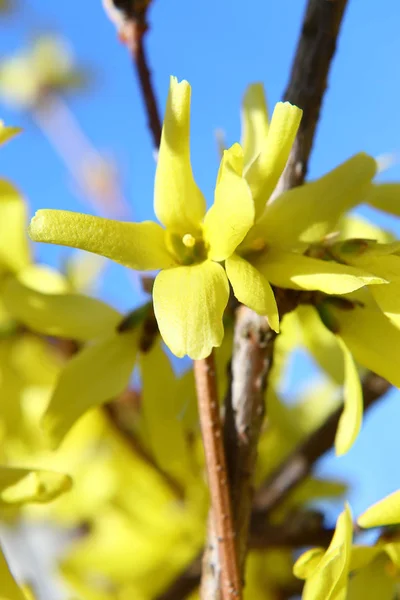 春の色の調和:青い雲のない空に対する明るい黄色のフォーサイシアの花. — ストック写真