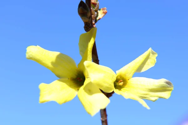 Harmonické barvy jarních barev: zářivě žluté forsythie květiny na modré bezmračné obloze. — Stock fotografie