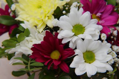 Gerberas ve krizantem parlak bir buket fıstık ağacının yeşil sprigs ile dolaşık.