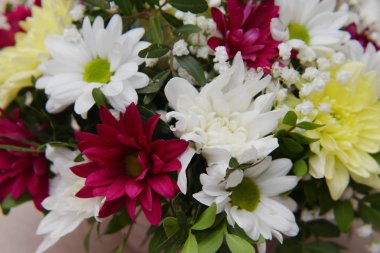 Gerberas ve krizantem parlak bir buket fıstık ağacının yeşil sprigs ile dolaşık.