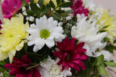 Gerberas ve krizantem parlak bir buket fıstık ağacının yeşil sprigs ile dolaşık.