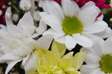 Gerberas ve krizantem parlak bir buket fıstık ağacının yeşil sprigs ile dolaşık.