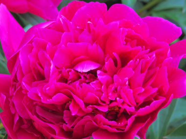 Yemyeşil yeşillik ile Fuşya ve kırmızı muhteşem çiçekler ile lüks şakayık.