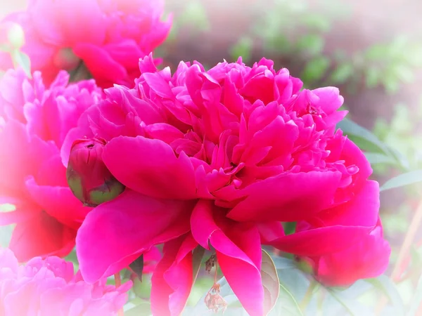 Lujosa peonía con espectaculares flores de fucsia y rojo con exuberante follaje . —  Fotos de Stock