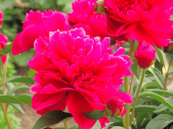 Peônia luxuosa com flores espetaculares de fúcsia e vermelho com folhagem exuberante . — Fotografia de Stock