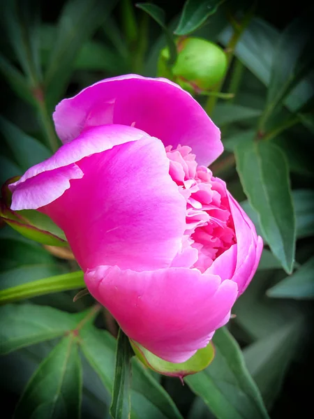 Peônia luxuosa com flores espetaculares de fúcsia e vermelho com folhagem exuberante . — Fotografia de Stock