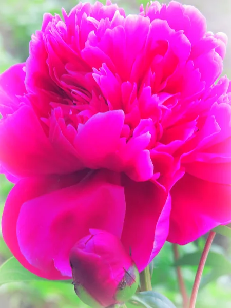 Pivoine luxueuse aux fleurs spectaculaires de fuchsia et rouge au feuillage luxuriant . — Photo